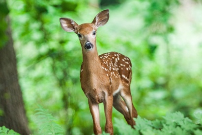 Deer in Judaism