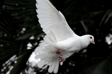 Symbolism of Dove in Judaism