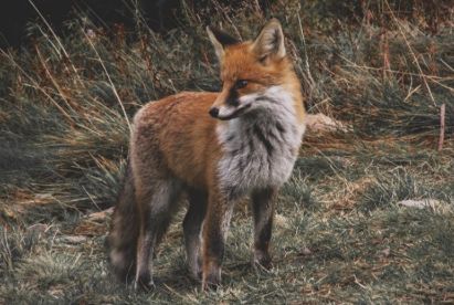 Fox in Judaism