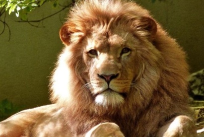 Symbolism of Lion in Judaism