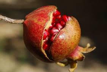 Pomegranate in Judaism